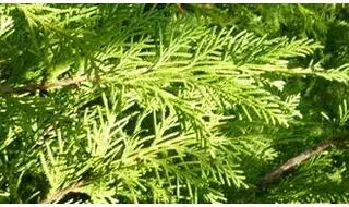 Fast growing conifers