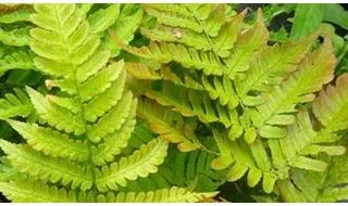 Fern plants for ground cover