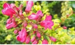 Flowering hedging plants