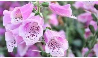 Foxglove plants