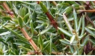 Fragrant conifer plants