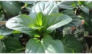 Fragrant herb plants