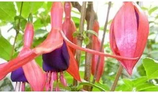 Fuchsia hedging plants