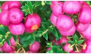 Gaultheria