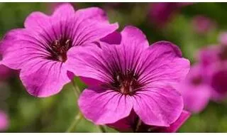 Geranium plants