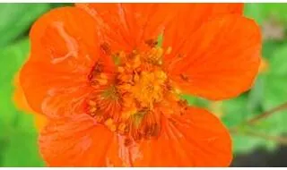 Geum plants