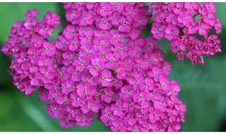 Ground cover perennials