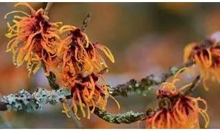 Hamamelis