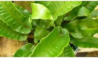 Hardy fern plants