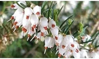 Heather plants for ground cover