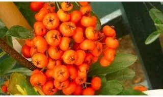 Hedging plants with berries