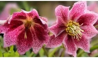 Hellebore plants