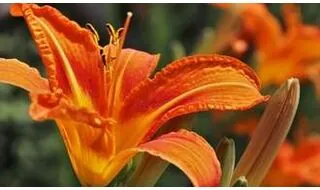 Hemerocallis Daylily plants