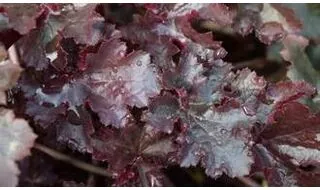 Heuchera plants