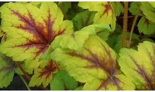 Heucherella plants