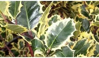 Holly hedging plants