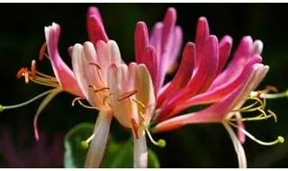 Climbing Honeysuckle