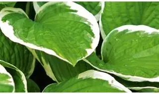 Hosta plants