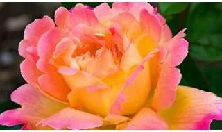 Hybrid tea roses