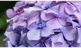 Hydrangea plants