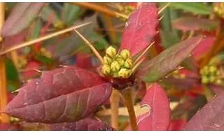 Intruder proof hedging plants