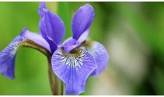 Iris plants