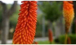 Kniphofia red hot poker plants