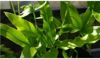 Large fern plants