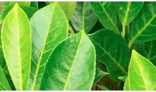 Laurel hedging plants