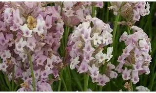 Lavender hedging plants