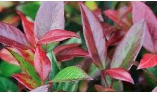 Leucothoe