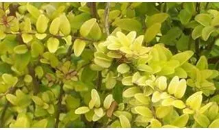 Lonicera hedging plants