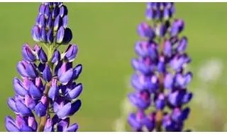 Lupin plants