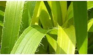 Luzula grass plants