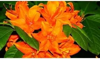 Orange flowering azaleas