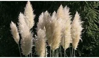 Pampas grass plants