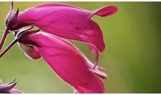 Penstemon plants