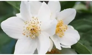 Philadelphus