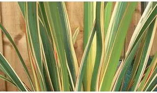 Phormium plants