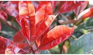 Photinia plants