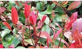 Photinia hedging plants