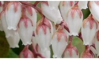 Pieris