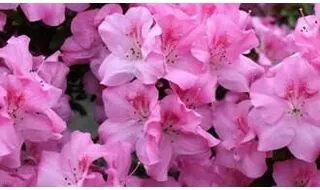 Pink flowering azaleas