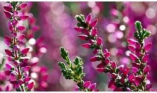 Pink flowering heathers