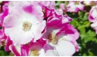 Polyantha roses