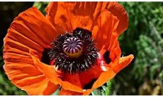 Poppy plants