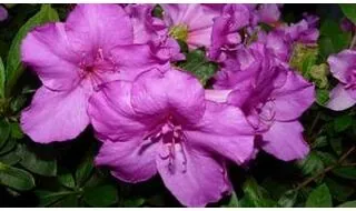 Purple flowering azaleas