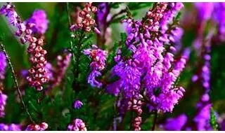 Purple flowering heathers