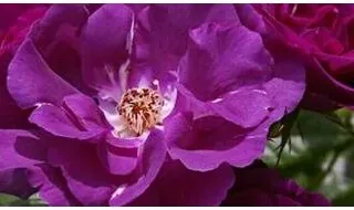 Purple rose plants