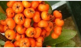 Pyracantha hedging plants